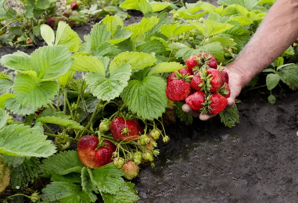 Plocka jordgubbar — Stockfoto