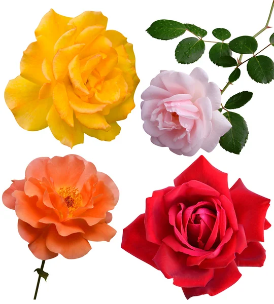 Rose colorate — Foto Stock