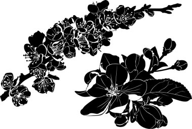 Çiçekli elma dalları