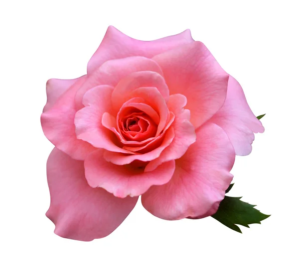 Rosa Ros — Stockfoto