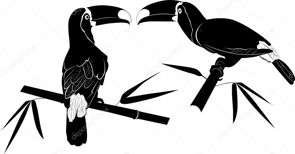 Cockatoo silhouettes