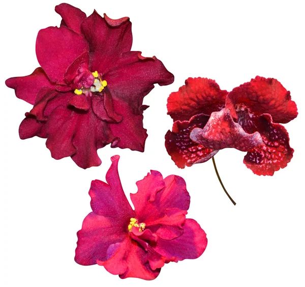 Tres flores rojas de Saintpaulia — Foto de Stock