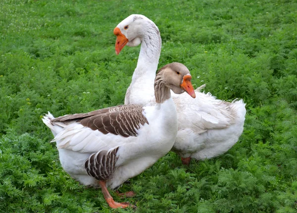 Two geese — Stock Photo, Image