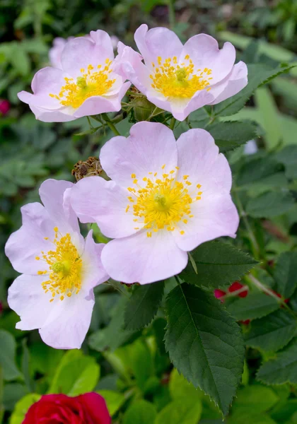 Briar rose květy — Stock fotografie