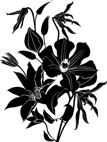 Clematis bloemen — Stockvector