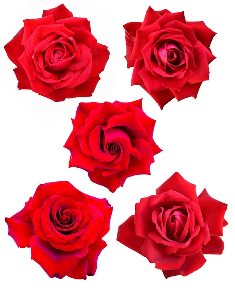 Rosas — Fotografia de Stock