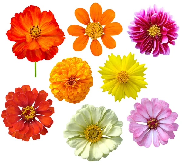 Colorful Flowers Cutouts — Stock Photo © shopartgallery #55322657
