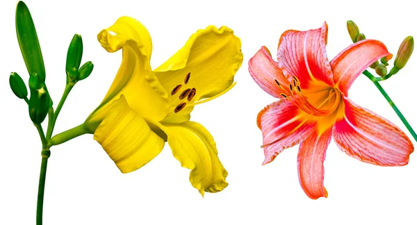 Lily bloemen — Stockfoto