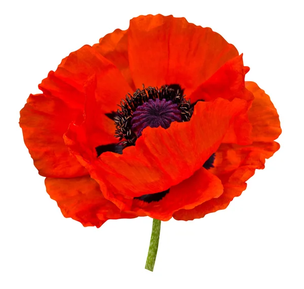 Red poppy flower — Stock Photo, Image