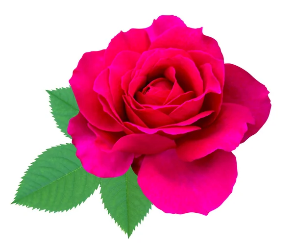 Čerstvé růže květiny — Stock fotografie