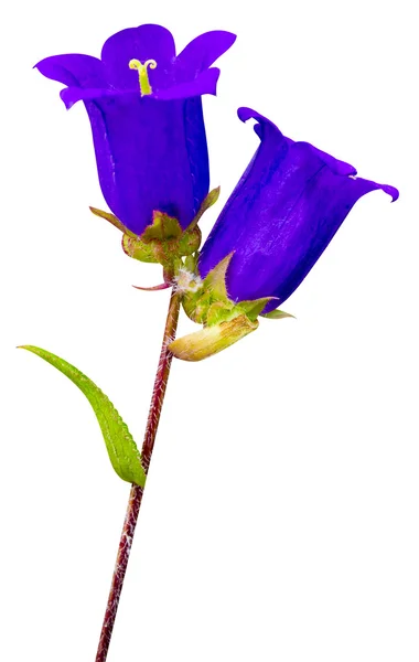 Flor do sino da Campanula — Fotografia de Stock