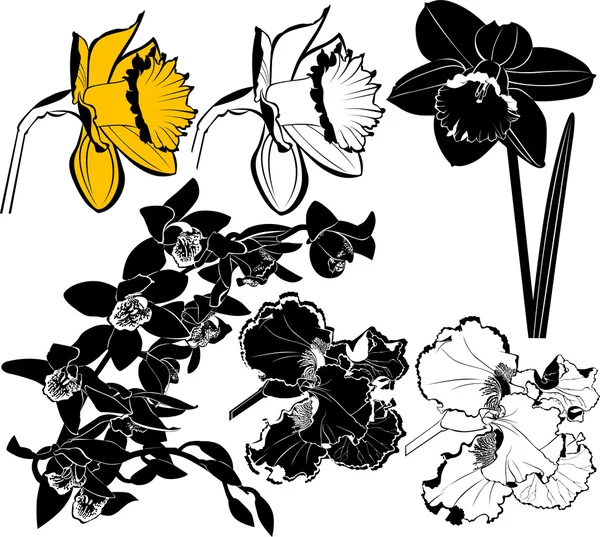 Narcisy květ — Stockový vektor