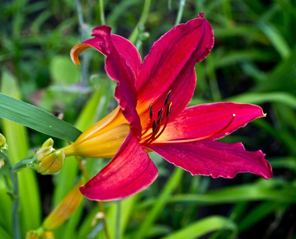 百合花花 — 图库照片