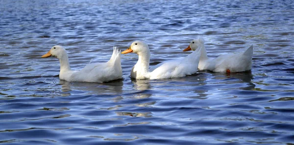 Ducks on water — Stock Photo, Image