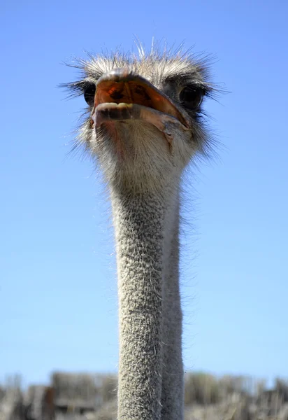 Ostrich ใกล้ชิด — ภาพถ่ายสต็อก