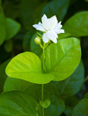 Yasemin çiçekleri dalları, yasemin çiçekleri.