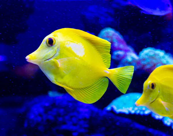 Zebrasoma Flavescens Zebrasoma Pesci Acquario Acqua Salata — Foto Stock