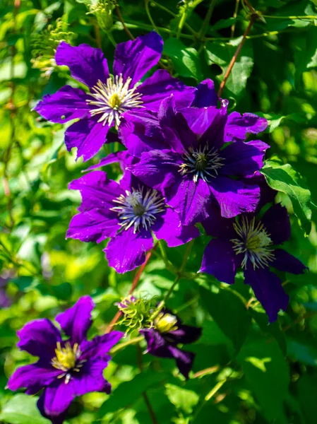 Clematis Beautiful Purple Flowers Clematis — Stock Photo, Image