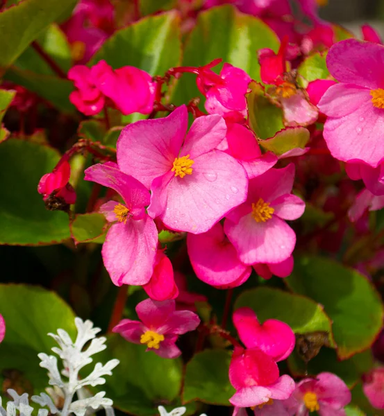 Naturalne Begonia Różowy Kwiat Ogrodzie — Zdjęcie stockowe