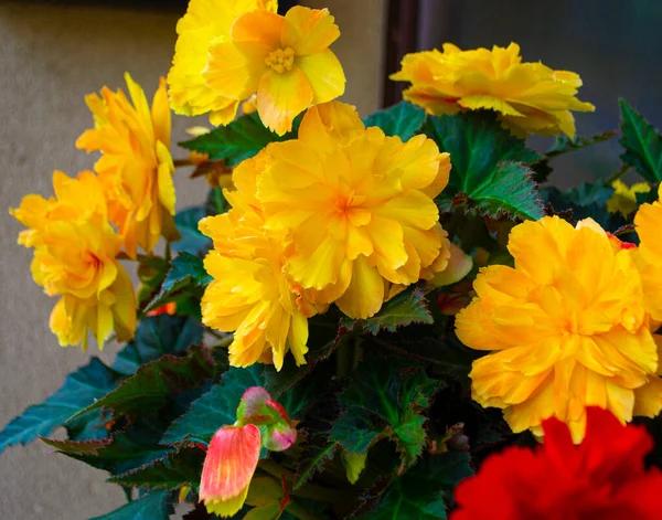 flowers of yellow and red begonia. indoor flowers in a pot