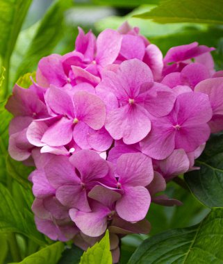 Bahçedeki renkli mor ortancalar. Pembe ortanca çiçekleri.