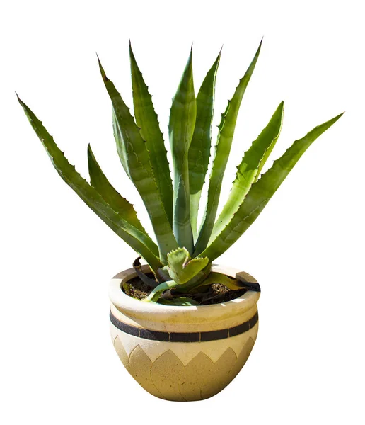 Exotic Plant Agave Isolated White Background — Stock Photo, Image