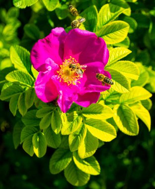 Dog rose (Rosa canina) flower. Flowers of dog-rose (rosehip) growing in nature.Beautiful small light pink flowers in the garden.