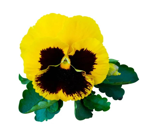Flowers Yellow Pansies Isolated White Background — Stok fotoğraf