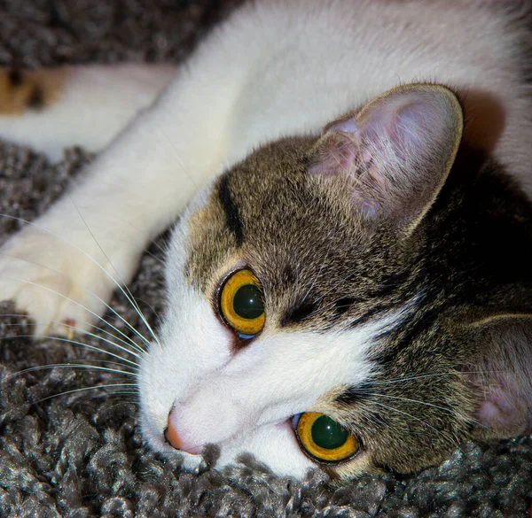 Sympathieke Kat Ligt Het Vuil Van Auto Hoge Kwaliteit Foto — Stockfoto