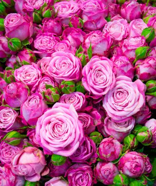 Güllerin çiçek arkaplanı. Kırmızı gül arkaplanı.