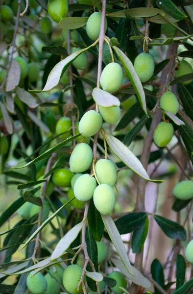 橄榄树上的青橄榄树 橄榄树枝条上有青橄榄树 — 图库照片