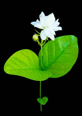 Yasemin çiçekleri siyah bir arka plan üzerinde izole