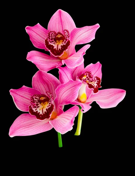 Fiore Orchidea Isolato Sfondo Nero — Foto Stock