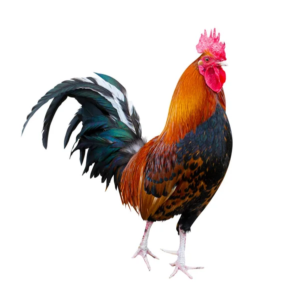 Animali Fattoria Gallo Uccello Pollo Isolato Sfondo Bianco Pollo Isolato — Foto Stock