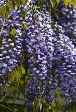 Salkımın çiçekleri yakın plan, tasarım için zarif doğa kavramı