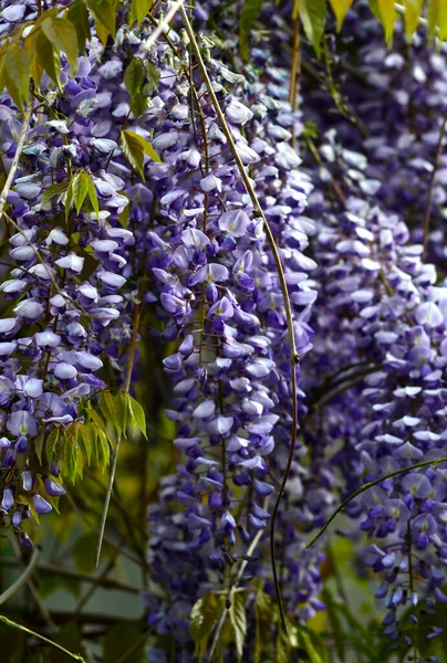 wisteria flowers close-up, Elegant nature concept for design