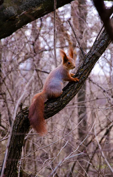 Esquilo Uma Árvore Esquilo Vermelho Eurasiano Sciurus Vulgaris Comendo Uma — Fotografia de Stock