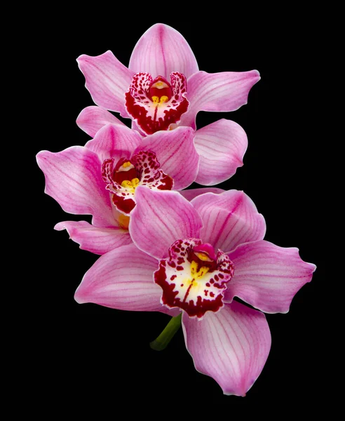 Fiore Orchidea Isolato Sfondo Nero — Foto Stock