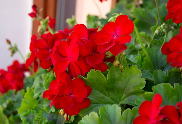 Rote Geranium Pelargonium Hintergrund Selektiver Fokus Frühlingsblüte Pelargonien — Stockfoto