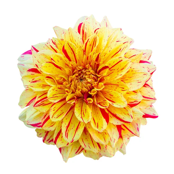 Mooie Dahlia Bloem Geïsoleerd Witte Achtergrond — Stockfoto