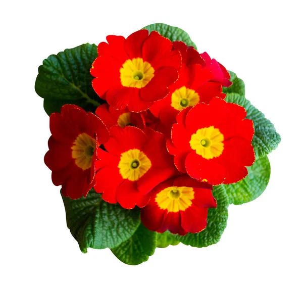 Beyaz Arka Plan Üzerinde Izole Kırmızı Çuha Çiçeği Çiçek — Stok fotoğraf