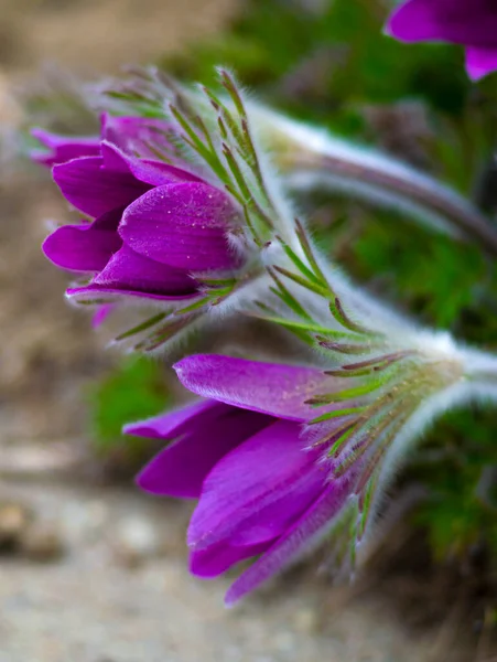 Квіти Віндфлауера Або Pulsatilla Patens Перша Весняна Квітка Пурпурова Рослина — стокове фото