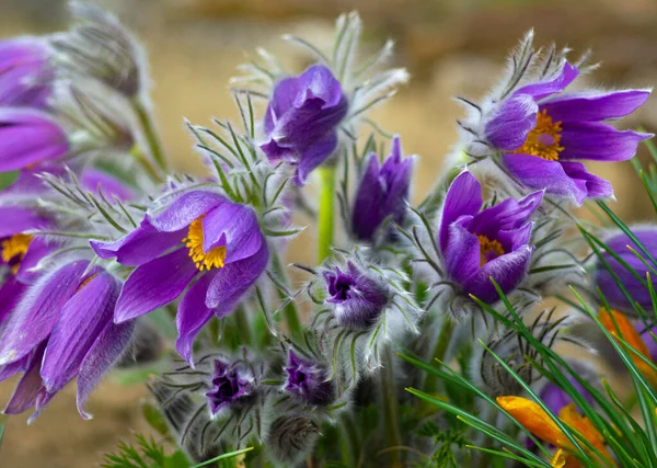 Rüzgâr Çiçeği Pulsatilla Patenleri Lkbaharda Açan Çiçek Mor Bitki Makrosu — Stok fotoğraf