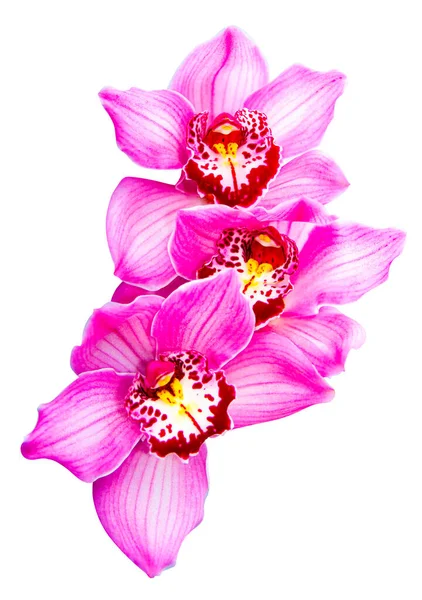 Rosa Striato Fiore Orchidea Isolato Bouquet Testa Fiore Orchidea — Foto Stock
