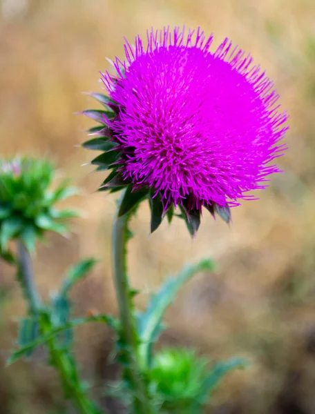 Цветки Молочные Thistles Pink Терновый Цветок Чертополоха — стоковое фото