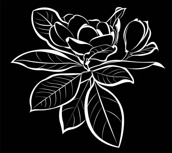 Siyah Arkaplanda Izole Manolya Çiçekleri — Stok Vektör