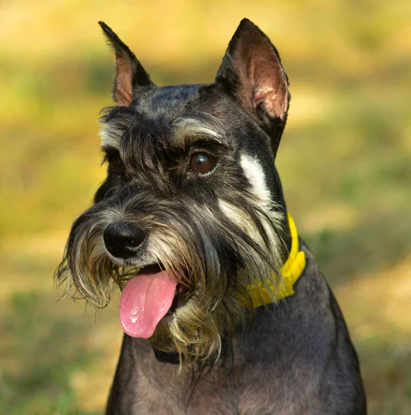 Retrato Mascota Perro Miniatura Schnauzer —  Fotos de Stock
