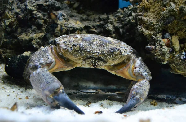 Zeeaquarium Crab Marine Leven Onderwaterwereld — Stockfoto