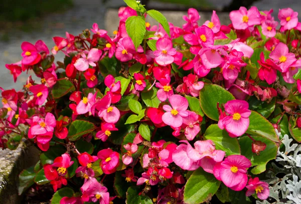 Naturalne Begonia Różowy Kwiat Ogrodzie — Zdjęcie stockowe