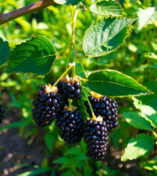 ブラックベリーの果実が近くにあります森の緑の枝においしいブラックベリー 高品質の写真 — ストック写真